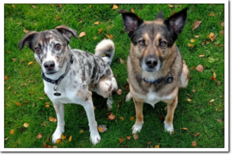 Hundetraining Herford Hundetraining Herford