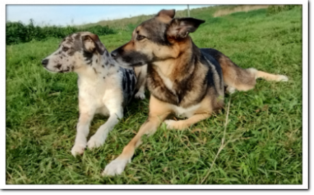 Hundetraining Herford Hundetraining Herford