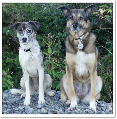 Hundetraining Herford Hundetraining Herford