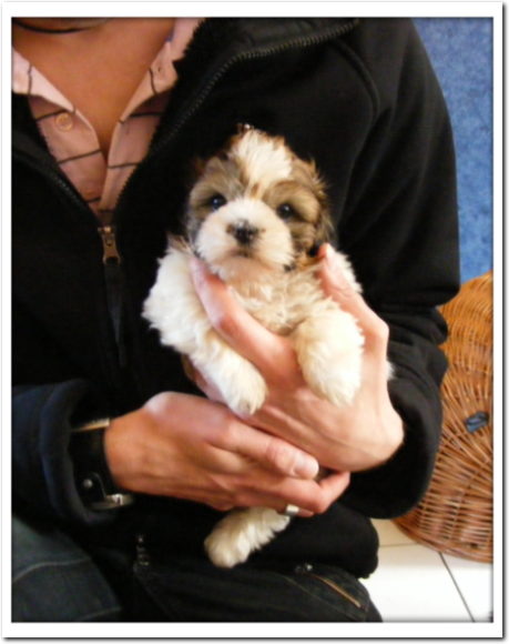 Hundetraining Herford Hundetraining Herford